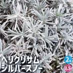 ITANSEヘリクリサムシルバース...