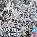 ITANSEヘリクリサムシルバース...