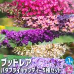 ITANSE ブッドレア バタフライキャンディー 5種各1個
