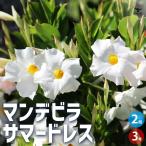 ITANSE man te листовка summer платье цветок рассада 3 номер pot /. сделка 2 шт. комплект Hanaki цветок. рассада Hanaki. рассада много год .tsuru.