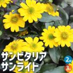 ITANSE サンビタリア サンライト 花苗 3号ポット/お買い得2個セット…