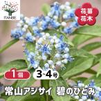 ITANSE 常山アジサイ 碧のひとみ 花木苗 3〜4号鉢/1個売り 花木 花木の苗 花の苗 常山アジサイ ディロクア ジョウザンアジサイ 常緑アジサイ