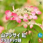 ITANSE山アジサイ紅プラ鉢花木...