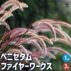 ITANSE ペニセタム ファイヤーワークス 花苗 3号ポット/1個売り 花…