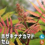ITANSE ho The ki рябина смешанная sem Hanaki рассада 3 номер pot /. сделка 4 шт. комплект Hanaki Hanaki рассада ho The ki рябина смешанная .. 7 .soru шероховатость a... луговые и горные травы 
