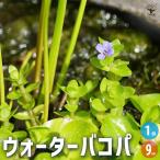 ITANSEバコパウォーターバコパ...