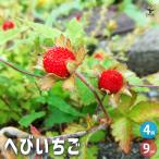 へびいちご花苗9cm/お買い得4個...