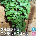 ダイコンドラ エメラルドフォール 花苗 9cm/お買い得3個セット ダイカン…
