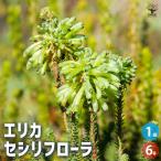 エリカセシリフローラ角鉢花木苗6号...