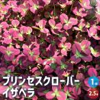 プリンセスクローバーイザベラ花苗2...