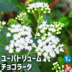  You pato дракон m шоко la-ta цветок рассада 3 номер /1 шт продажа You patoliumseiyou Fuji bakama цвет leaf 