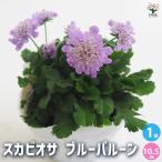 スカビオサ ブルーバルーン 花苗 3.5号/1個売り マツムシソウ Blue…