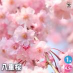 桜 八重桜 花木苗 4.5号ポット/1個売り サクラ さくら cherry blossom 園芸品種 シンボルツリー