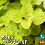 オレガノノートンズゴールド花苗2....