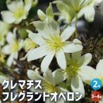 ITANSE 常緑クレマチス フレグランスオベロン 花苗 3〜4号ポット苗 お買い得2個セット 花苗 花の苗 イングリッシュガーデン フラワーガーデン 送料無料