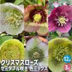 クリスマスローズ セミダブル咲きMIX 花苗 3号ポット/お買い得12個セット 多花性 カラーリーフ 生け垣 生垣 庭木 植木 花木 花壇