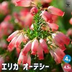 エリカオーテシー花木苗3.5号ポッ...
