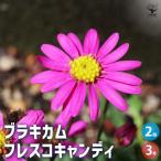 ブラキカム フレスコキャンディ 花苗 3号ポット/お買