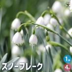 スノーフレーク (鈴蘭水仙) 花苗 4号ポット/1個売り 鈴蘭水仙 スズラン…
