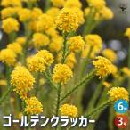 ゴールデンクラッカー 花苗 3号ポット/お買い得6個セ