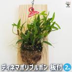 ディネマポリブルボン 板付 花苗 板付/お買い得2個セット 花木 花木の苗 花の苗 洋ラン 洋蘭 板付 初心者 ガーデン 鉢植え