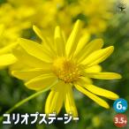 デージー ユリオプスデージー 花木苗 3.5号ポット/お