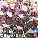 アジュガ品種mix花苗2.5号/お...
