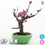 ボケ 黒潮 花木苗 4号/1個売り 木瓜 �