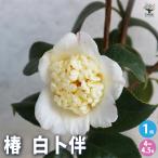 椿(ツバキ)の苗木 白卜伴 花木苗 4〜4.5号/1個売り ツバキ苗 ツバキの苗木 椿苗 椿の苗木