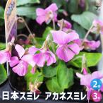 日本スミレアカネスミレ花苗3号/お...