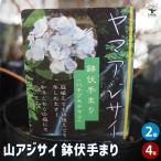 山アジサイ 鉢伏手まり 花木苗 4号/お買い得2個セット 花木 花木の苗 花の苗 ヤマアジサイ 山紫陽花 沢紫陽花