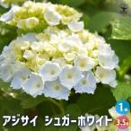 アジサイ シュガーホワイト 花木苗 3.5号/1個売り あじさい苗 あじさい アジサイ苗 アジサイの苗 紫陽花