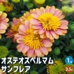 オステオスペルマムサンフレア花苗3...