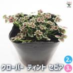 クローバーティントセピア花苗3号/...