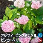 アジサイ ピンクアナベル ピンカーベル 花木苗 6号/1個売り あじさい苗 あじさい アジサイ苗 アジサイの苗 紫陽花