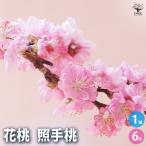 花桃の苗木照手桃花木苗6号/1個売...