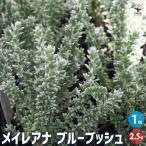 メイレアナ ブルーブッシュ 花苗 2.5号/1個売り カラーリーフ 花苗 花の苗 花 苗 鉢植え 地植え 屋外 庭 庭木