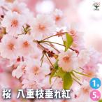桜の苗木 八重枝垂れ紅 花木苗 5号/1個売り サクラ さくら cherry blossom Cerasus 園芸品種 シンボルツリー