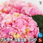 アジサイ ふるふる ピンク 花木苗 5号/1個売り あじさい苗 あじさい アジサイ苗 アジサイの苗 紫陽花