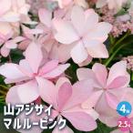 山アジサイ マルルーピンク 花木苗 2.5号/お買い得4個セット 花木 花木の苗 花の苗 ヤマアジサイ 山紫陽花 沢紫陽花