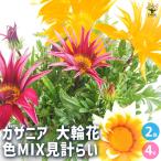 ガザニア大輪MIX色見計らい花苗4...