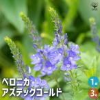 ベロニカアズティックゴールド花苗3...