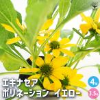 ショッピングエキナセア エキナセア ポリネーション イエロー 花苗 3.5号/お買い得4個セット 花の苗 紫馬簾菊 ムラサキバレンギク パープルコーンフラワー
