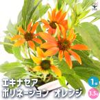 エキナセア ポリネーション オレンジ 花苗 3.5号/1個売り 花の苗 紫馬簾菊 ムラサキバレンギク パープルコーンフラワー