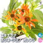 ショッピングエキナセア エキナセア ポリネーション オレンジ 花苗 3.5号/お買い得4個セット 花の苗 紫馬簾菊 ムラサキバレンギク パープルコーンフラワー