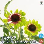 エキナセア プレーリーブレイズ ヴィンテージライム 花苗 3.5号/1個売り 花の苗 紫馬簾菊 ムラサキバレンギク パープルコーンフラワー