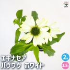 エキナセア パウワウ ホワイト 花苗 3.5号/お買い得2個セット 花の苗 紫馬簾菊 ムラサキバレンギク パープルコーンフラワー