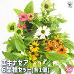 エキナセア 6品種セット 花苗 3.5号/1個売り 花の苗 紫馬簾菊 ムラサキバレンギク パープルコーンフラワー