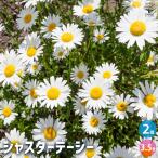 シャスターデージー 花苗 3.5号/お買い得2個セット キク科 フランスギク…