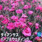 ダイアンサス パープルウェディング 花苗 3.5号/1個売り 花苗 花の苗 花 苗 ガーデニング